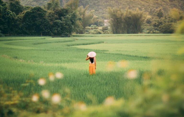 Explore the tranquility of Vietnamese rice fields with majestic mountain views and serene countryside vibes.