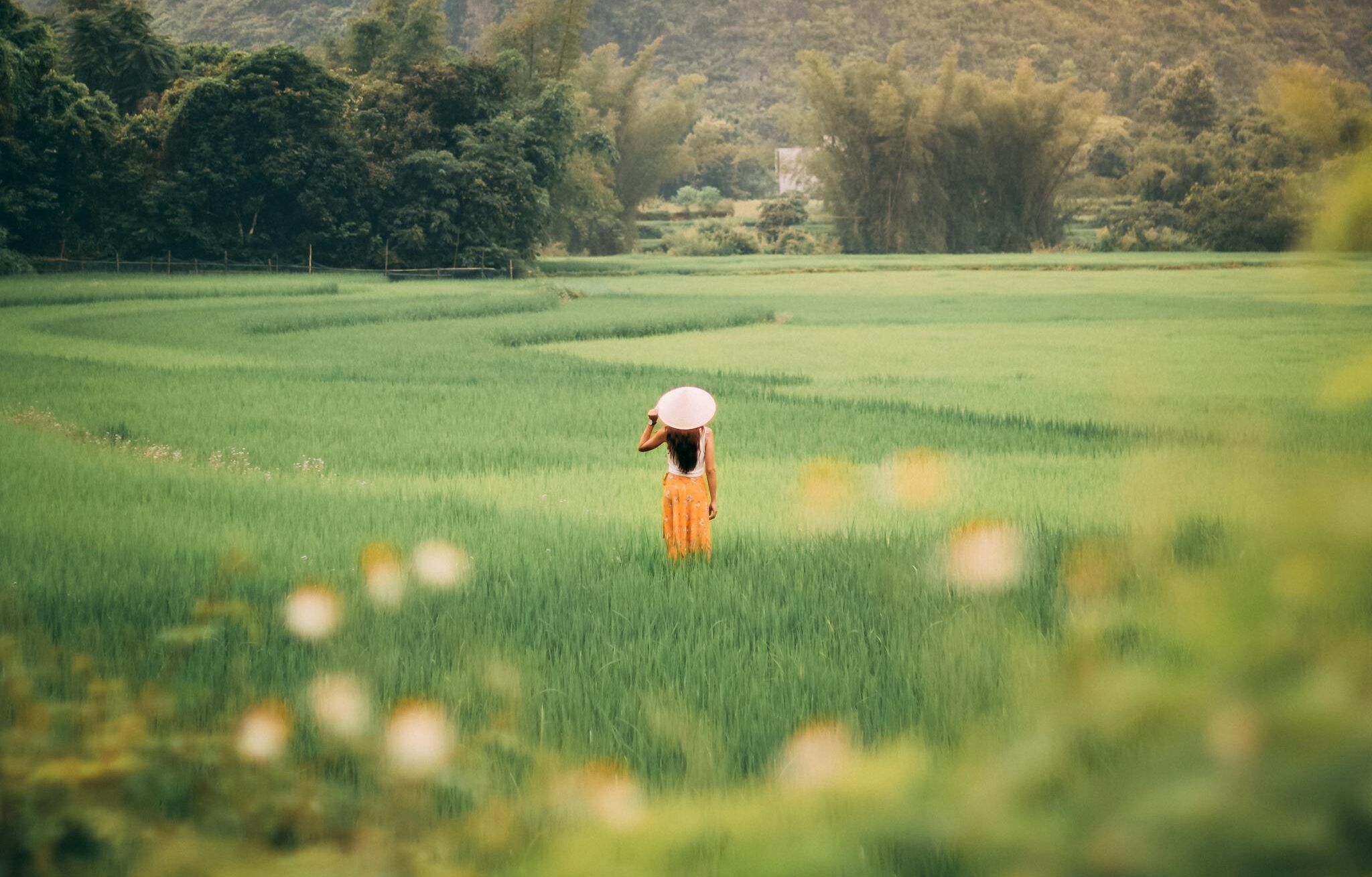 Explore the tranquility of Vietnamese rice fields with majestic mountain views and serene countryside vibes.